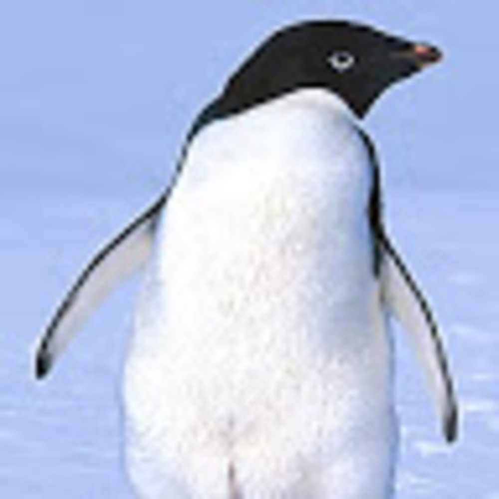 Meet your Posher, Adele